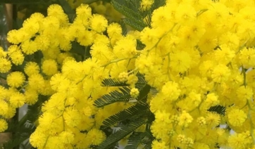 8 marzo: l&rsquo;effetto mimosa vale 15 mln di Euro