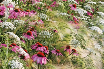 Lo scatto nella prateria