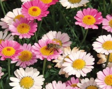 Comuni Fioriti d'Italia 2013: contro la crisi 145 comuni puntano su piante e fiori