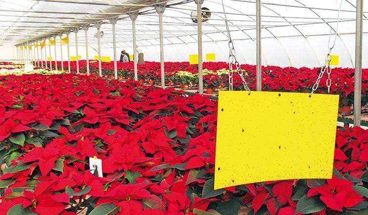 POINSETTIA 2018 - Giornata tecnica al Centro “Po di Tramontana”