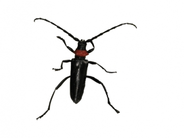 "Insetti alieni": &egrave; ora il turno del coleottero Aromia bungii