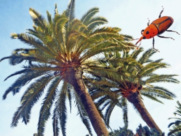 Le palme spontanee scampano al Punteruolo