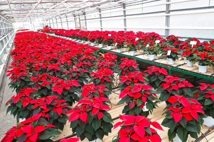 Giornata Poinsettia 2023: il 29 Novembre al Centro Po di Tramontana