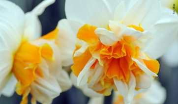 &Egrave; il narciso a fiore doppio il Bulbo dell'Anno 2018