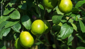 Parassiti degli agrumi: l'UE esige controlli pi&ugrave; rigidi