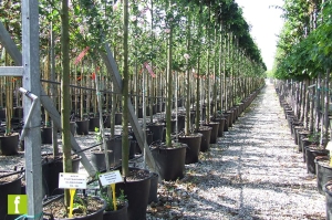 PISTOIA, cresce l&rsquo;export di piante vive