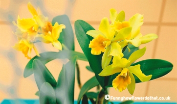 CATTLEYA, la regina delle orchidee