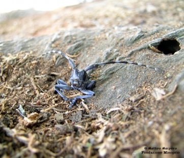 Convegno TARLO ASIATICO - In evidenza da L'AGENDA DEL FLORICULTORE