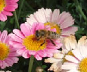 I fumi del traffico creano problemi alle api