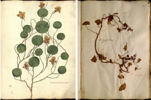 Con un erbario del '500 si riscrive la storia del Nasturzio nano