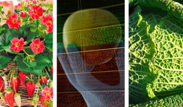 Proteggere il sistema immunitario con le molecole contenute nelle piante