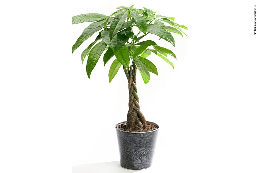 L’abbraccio passionale della PACHIRA