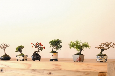 Da venerd&igrave; 21 a domenica 23 febbraio 2020 va in scena il 5&deg; Bonsai Shohin Festival