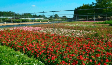 Florovivaismo lombardo: un comparto trainante minacciato dalla crisi