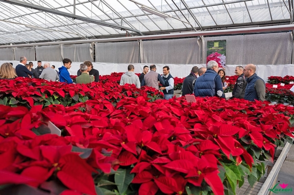 Il richiamo delle Stelle di Natale Lazzeri, dai Poinsettia Trials in Olanda all&rsquo;Open Day in Italia