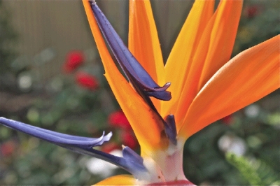 Fiori campani protagonisti alla IPM di Essen