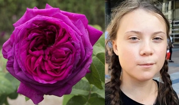 Greta Thunberg ora ha la sua rosa