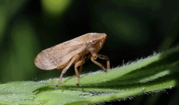 Parassiti delle piante: dall&rsquo;UE in arrivo nuove regole per l&rsquo;import