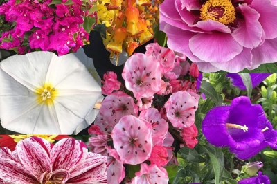 Coronavirus: Festa di San Giuseppe, Asproflor dedica un fiore a tutti i pap&agrave; in trincea negli ospedali