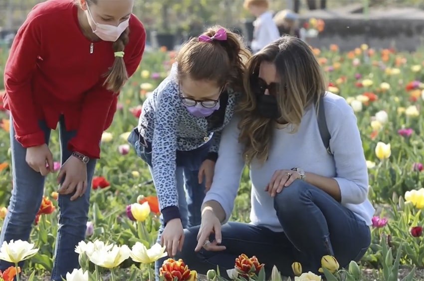 Garden center: a Bussolegno esplode la tulipomania self-service