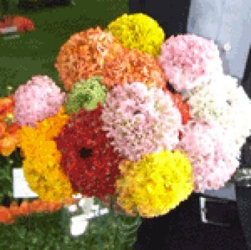 I virus del ranuncolo e della margherita al Mercato dei Fiori di Sanremo