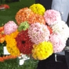 I virus del ranuncolo e della margherita al Mercato dei Fiori di Sanremo