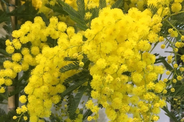 Caldo eccezionale, mimose fiorite con un mese di anticipo