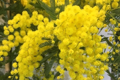 Caldo eccezionale, mimose fiorite con un mese di anticipo