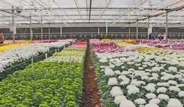 Crisantemi salva-vita nella lotta contro i tumori