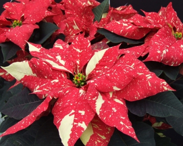 Poinsettie, tornano le &ldquo;stelle magiche&rdquo; di Selecta