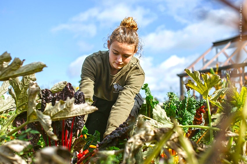 Nel Regno Unito boom per la formazione professionale nella cura del verde