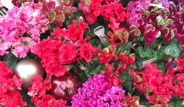 CICLAMINI: un mese di Porte Aperte da Schoneveld Breeding