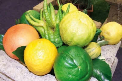 Ricerca: ecco Noemi, il gene che addolcisce gli agrumi