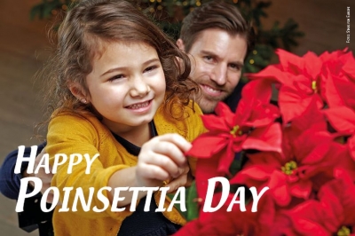 Poinsettia Day, 12 Dicembre: aria di festa per la Giornata internazionale delle Stelle di Natale