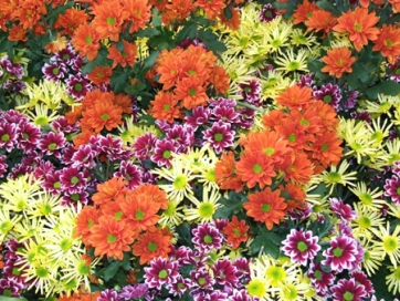 Commemorazione dei defunti. Coldiretti: 400 mln in fiori, pi&ugrave; che a San Valentino