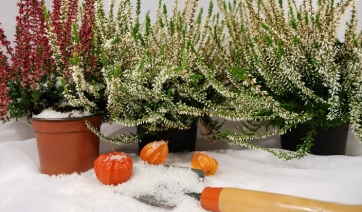 Come proteggere le piante dal freddo