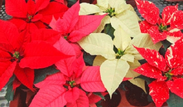 Poinsettia, tornano le prove varietali di Veneto Agricoltura - ROSOLINA (RO), venerd&igrave; 12 Dicembre 2014