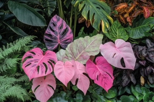 Tutti pazzi per il fogliame rosa,  ma occhio alle bufale dell’IA