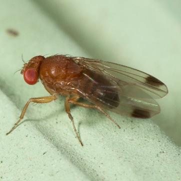 Drosophila suzukii su piccoli frutti &egrave; ora di passare al &ldquo;contrattacco&rdquo;