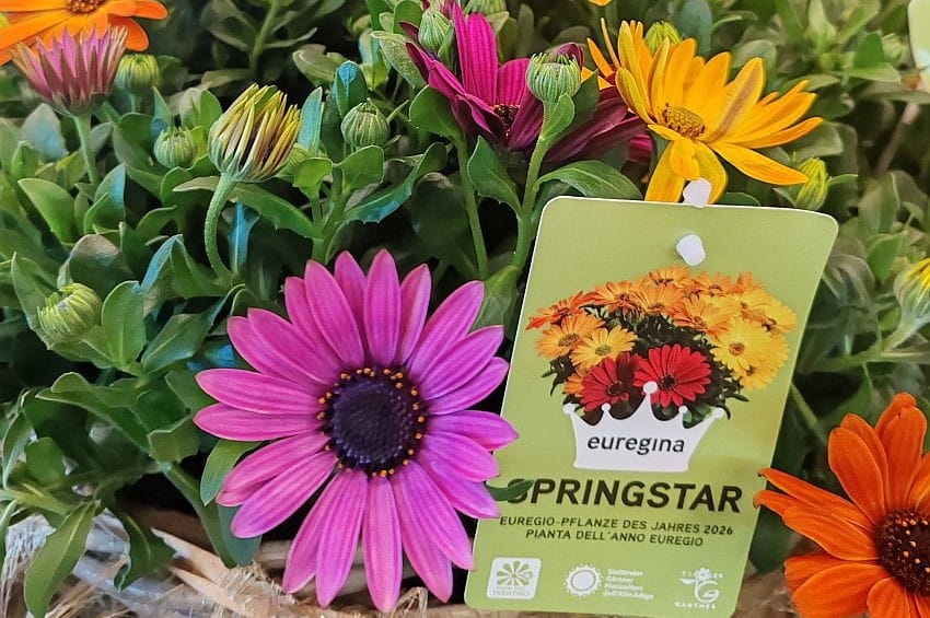 La Pianta dell’Anno dell’Euregio "Tirolo-Alto Adige-Trentino" debutta con l’Osteospermum Springstar