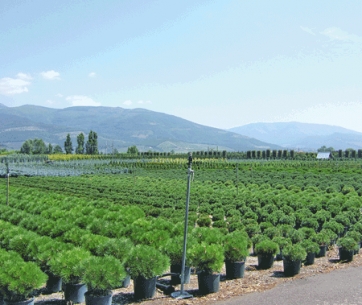 Vivaismo toscano: semplificazioni burocratiche e scadenze