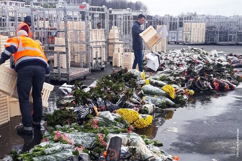Coronavirus, Royal FloraHolland: una situazione senza precedenti