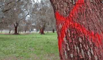 Xylella: Cnr, scoperta un&rsquo;altra cultivar di olivo resistente