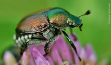 Popillia japonica, l&rsquo;assessore lombardo Fava bacchetta i media