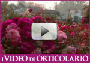 Orticolario lancia il 1º Festival  del cortometraggio botanico
