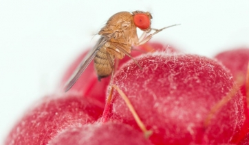 Fondazione Mach: il punto delle ricerche contro le principali fitopatie dei piccoli frutti / 3