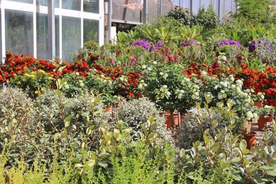 Coronavirus, piante e fiori: il Governo permette l'apertura dei punti vendita, le Regioni replicano in ordine sparso