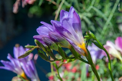 Insospettabile FRESIA, protagonista in giardino