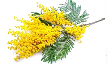 Mimose nel segno della donna, dell&rsquo;ambiente e del Made in Italy
