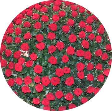 San Valentino: il maltempo "gela" la spesa. Salvi i fiori